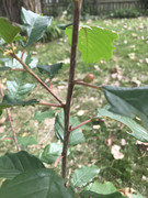 FE616290-4A42-4615-BF9A-2DBD5F5C98E6