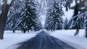 wp6881101-winter-trees-snow-hd-wallpapers