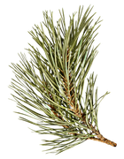 BC-ATaste-Of-Winter-El-36