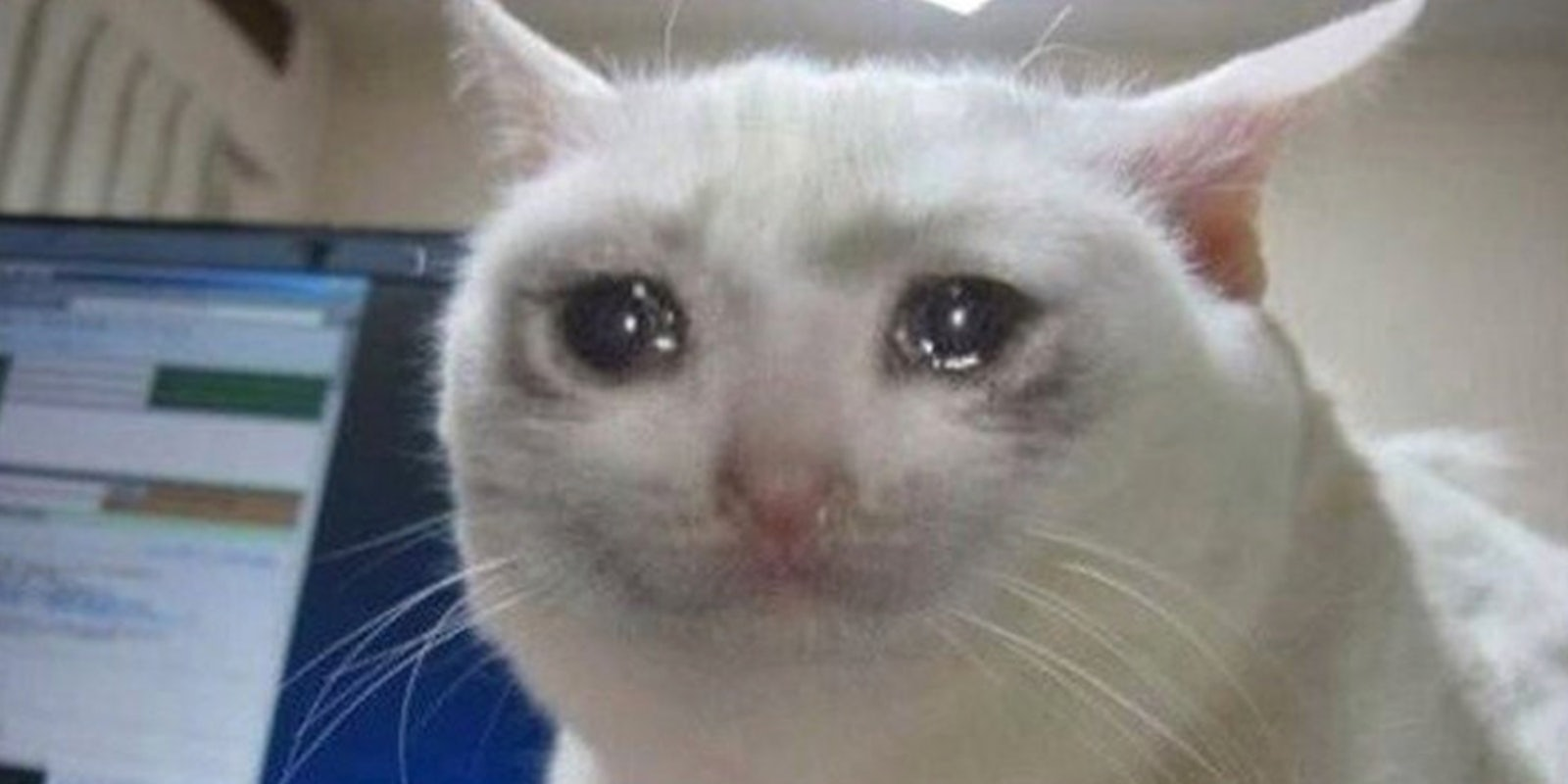crying-cat-meme.png