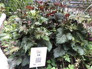 photo-iherbalgarden-3rd-029