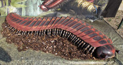 Giant-Centipede