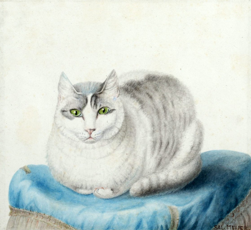 06-White-Cat-on-Blue-Pillow-Sal-Meijer-1118x1024