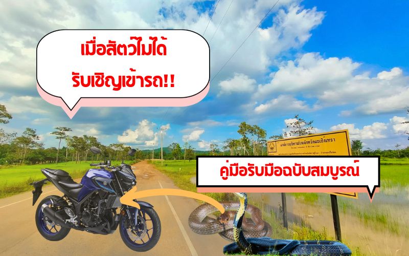 เมื่อสัตว์ไม่ได้รับเชิญเข้ารถ-คู่มือรับมือฉบับสมบูรณ์