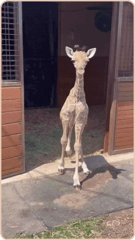 Giraffe-Walking-into-Yard-MARYLINE