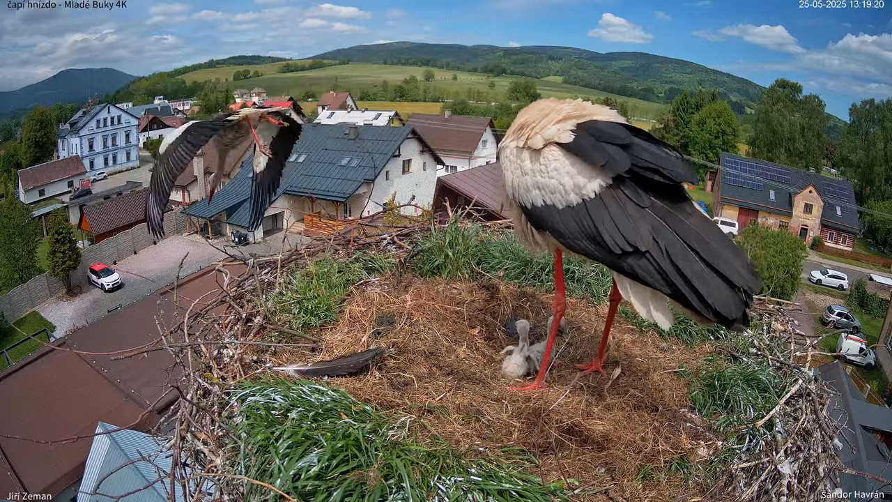 Živá kamera - Mladé Buky - čapí hnízdo 4K 15-9-10 screenshot