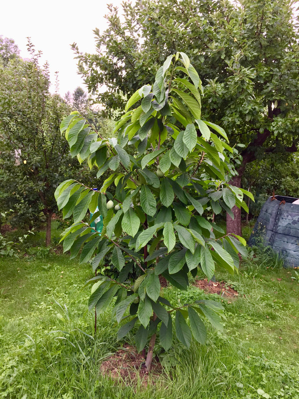 Asimina triloba - muďoul trojlaločný - Stránka 4 67824067-576935099504693-1949431027965362176-n