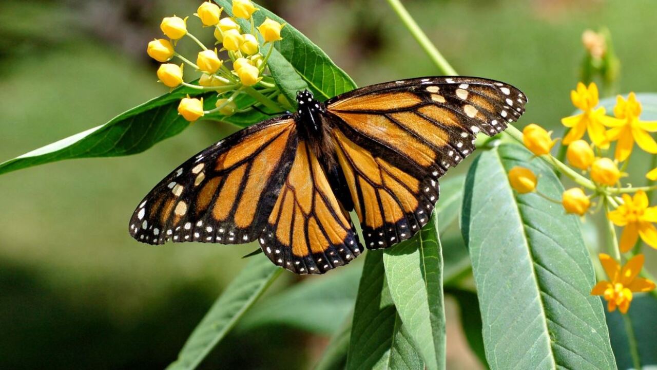 Monarchs as a Threatened Species