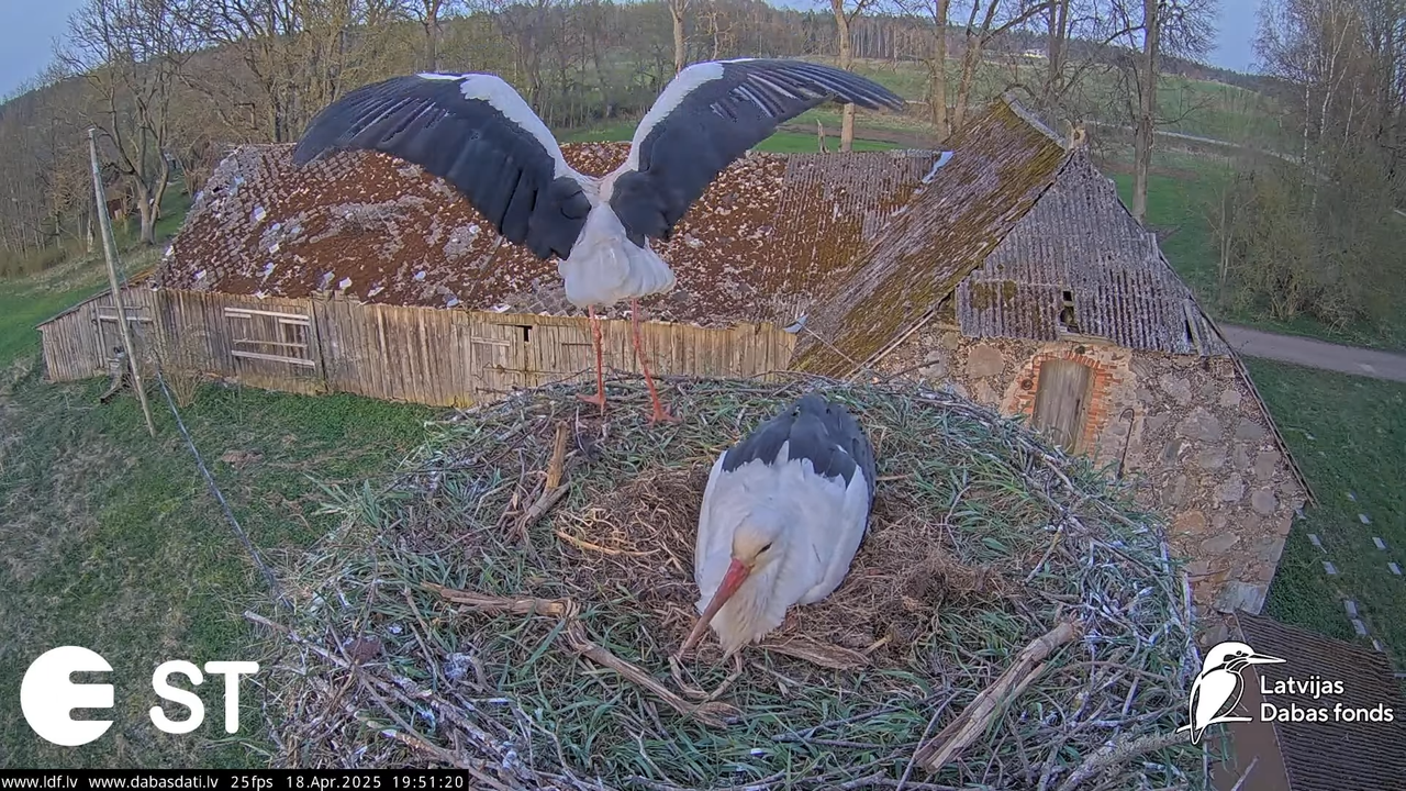 (28) Baltie stārķi (Ciconia ciconia) Tukuma novadā __ White storks in Tukums, Latvia - YouTube - 783