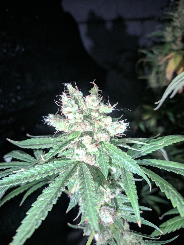 HC_20230323_233934_null