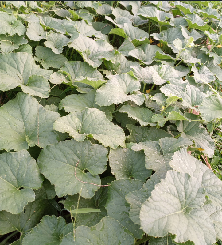 [Image: melon301.png]