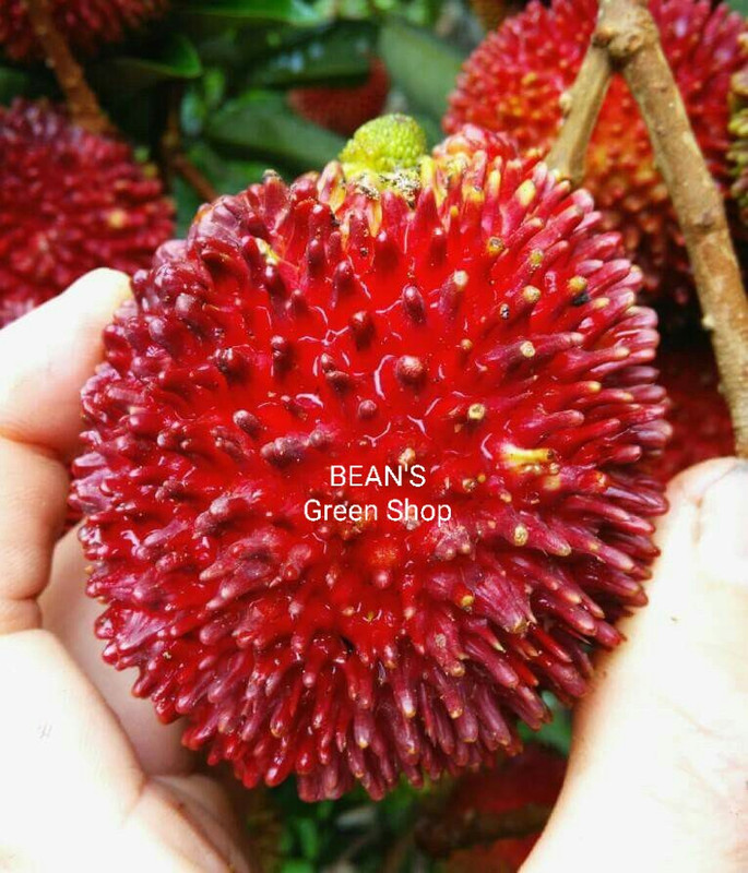 Pulasan 2