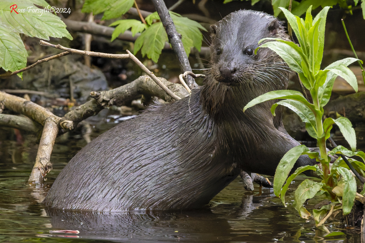 20240509-_5RF9527-CR3