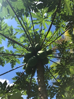 Papaya Red Lady 7 2017