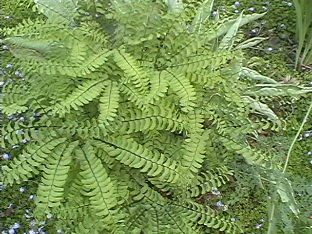 Adiantum pedatum