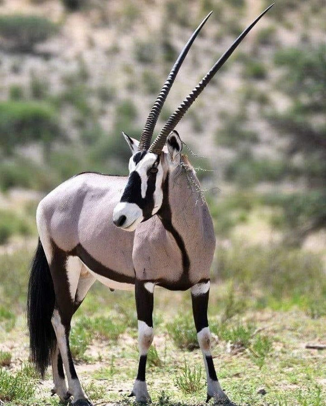 D6C7C226 8752 480A 820E 0734BD8D86C1