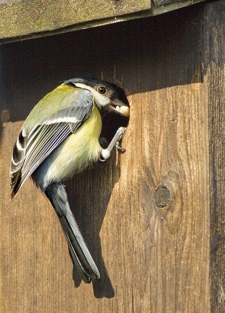 great-tit-1164947-960-720