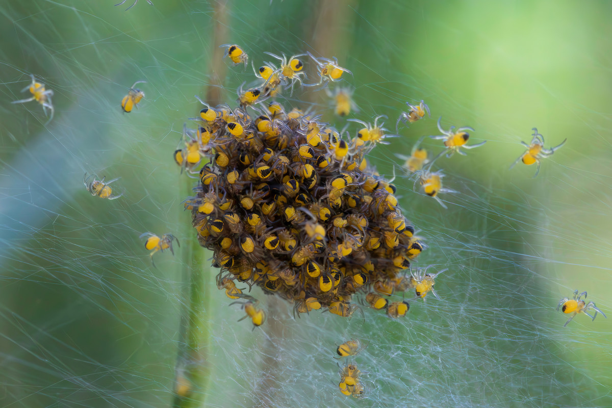 Araneus (5)