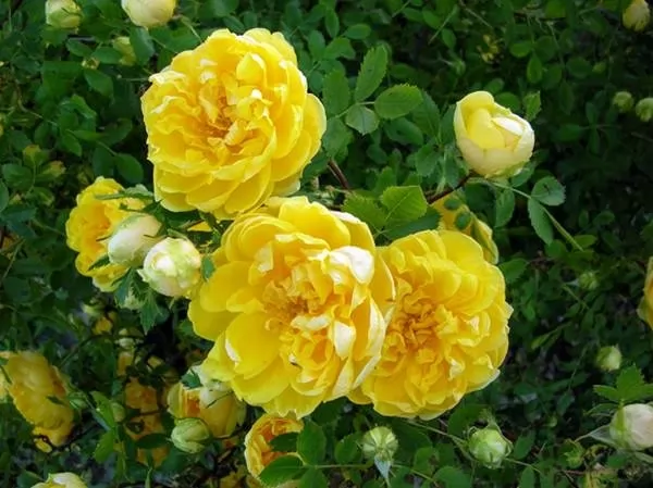 [صورة: the-most-beautiful-roses-in-the-world-10...97344.webp]