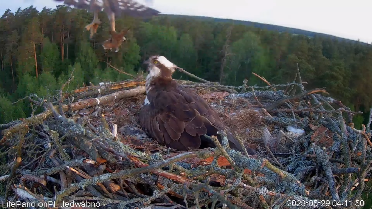 Rybołowy Online Puszcza Napiwodzko-Ramucka _ Ospreys Online in Napiwodzko-Ramucka Forest 9-40-23 scr