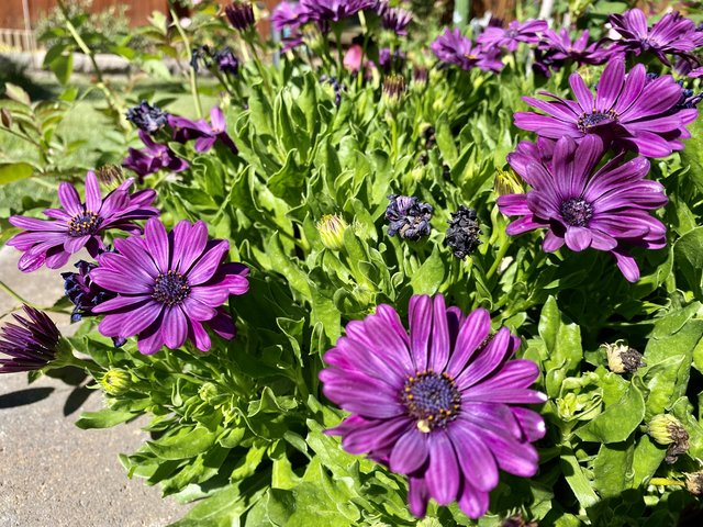 [Image: B6858462-64-F9-4-D49-A770-BE6-FA9-B995-E1.jpg]