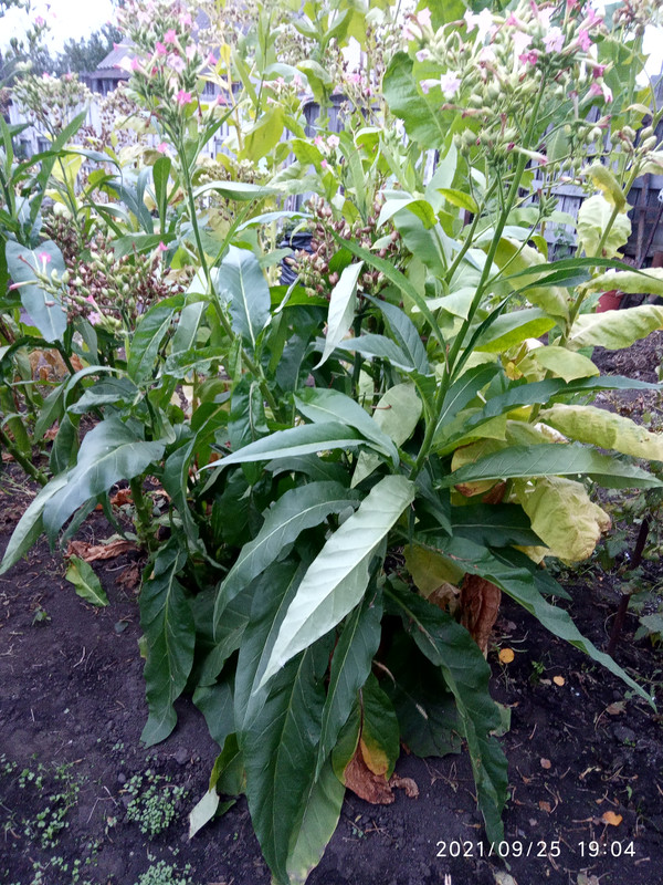 16325714350074160170498907094308