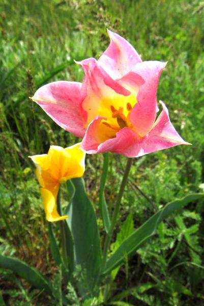IMG-4523.jpg