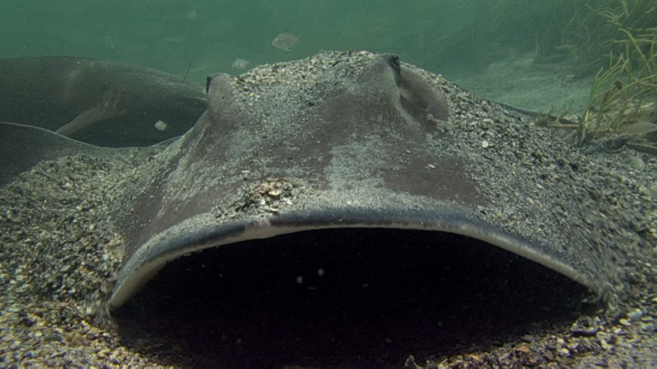 The Blue Planet S01E07 Tidal Seas (1080p x265 10bit Tigole).mkv_