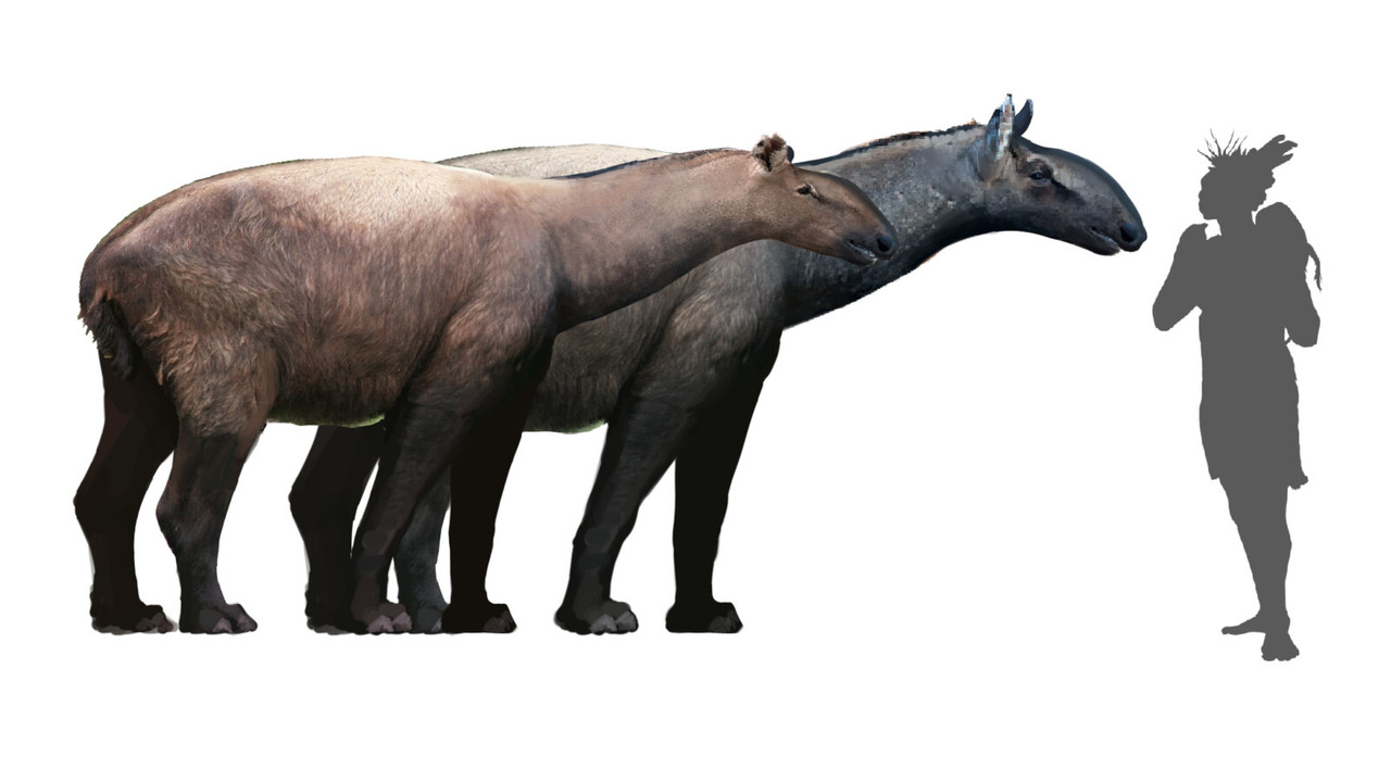 midiaou diallo 916517e2 0248 419b a061 b10840848f54