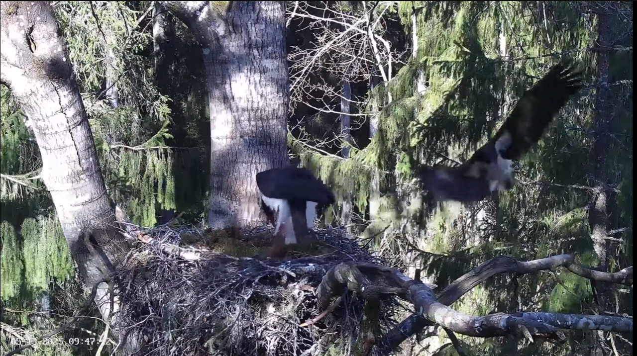 Ekrānuzņēmums 2025-05-13 095909