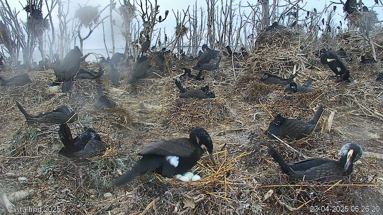 Veebikaamera_ aasta lind 2025 - kormoran (põhikaamera) 7-59-36 screenshot