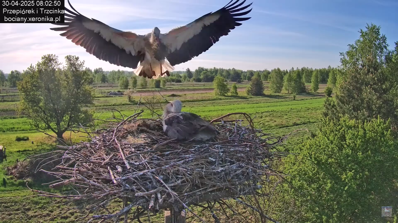 30042025bociany_7