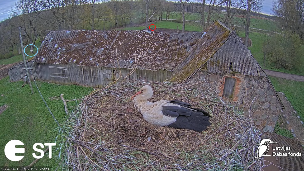 Baltie stārķi (Ciconia ciconia) Tukuma novadā - LDF tiešraide __ White storks in Tukums, Latvia 13-2