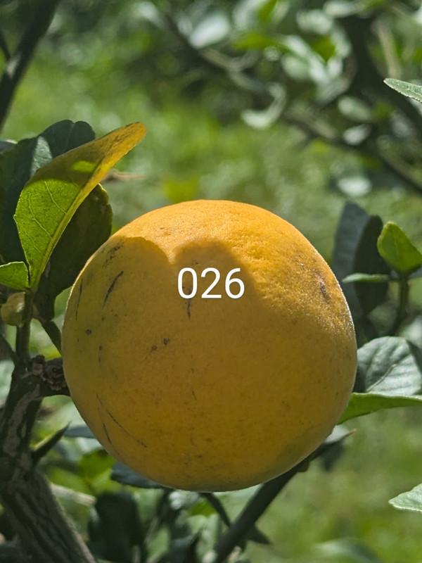 PXL_20241009_171514792~2
