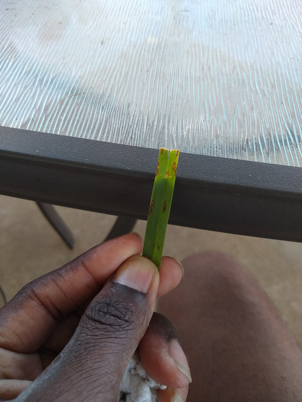 IMG_20200818_074913075