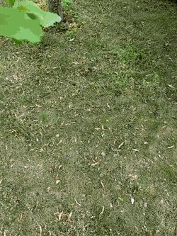 GIFs-7