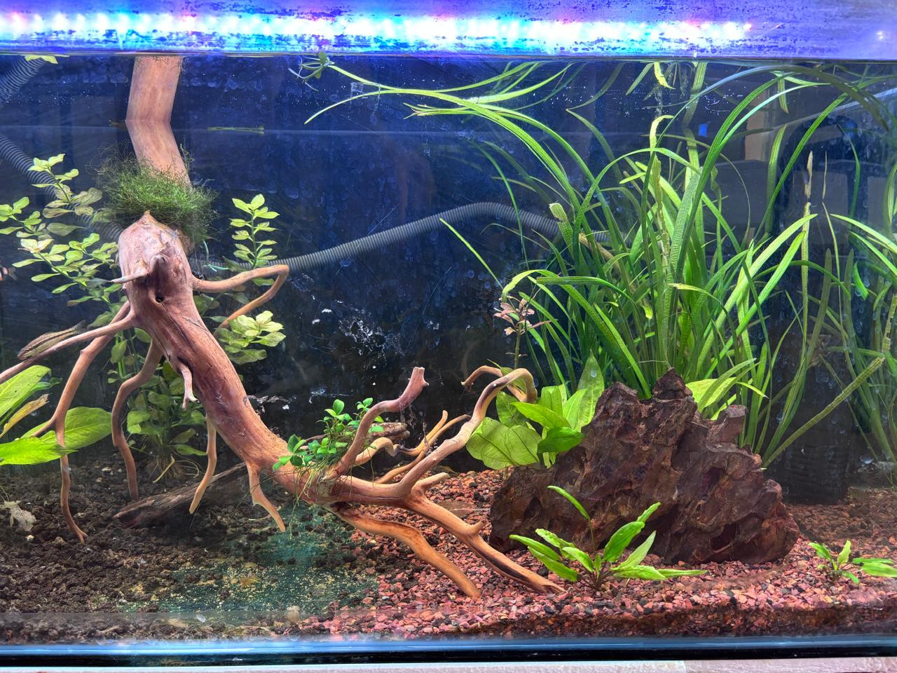 acuario-5.jpg