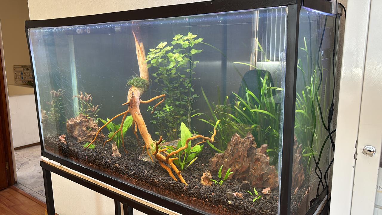 acuario-1.jpg