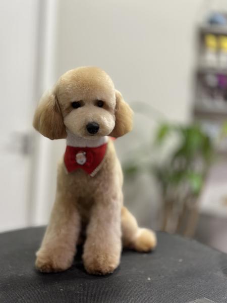 Cão atendido no Banho Prime — foto 8