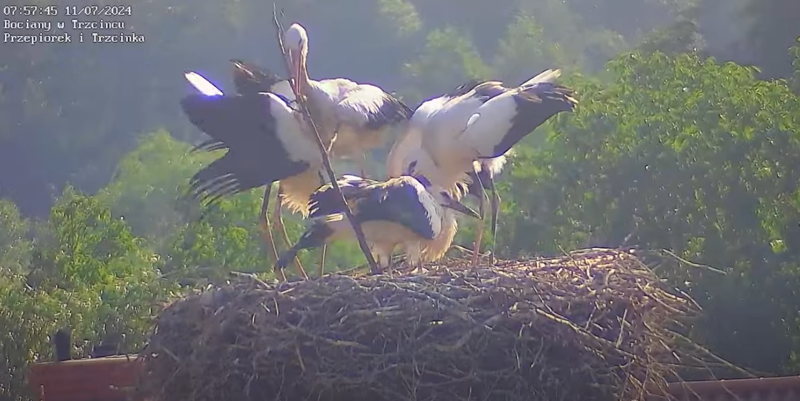 wwolnychchwilachtrenujerzutprzeszczepem