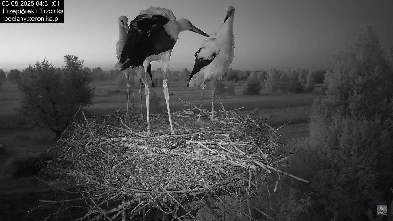 03082025bociany6