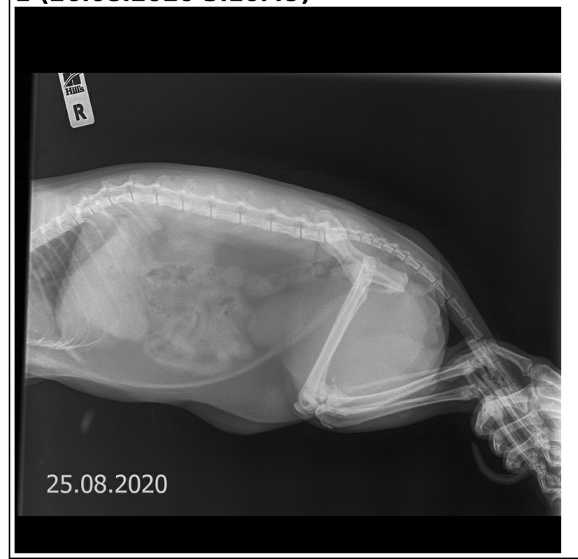 рентген таза Кот (Кот)-1
