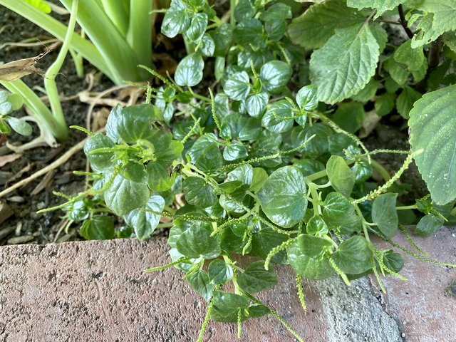 [Image: AAF032-AE-CE18-45-BF-988-D-4-E59-FC6-C0-A07.jpg]