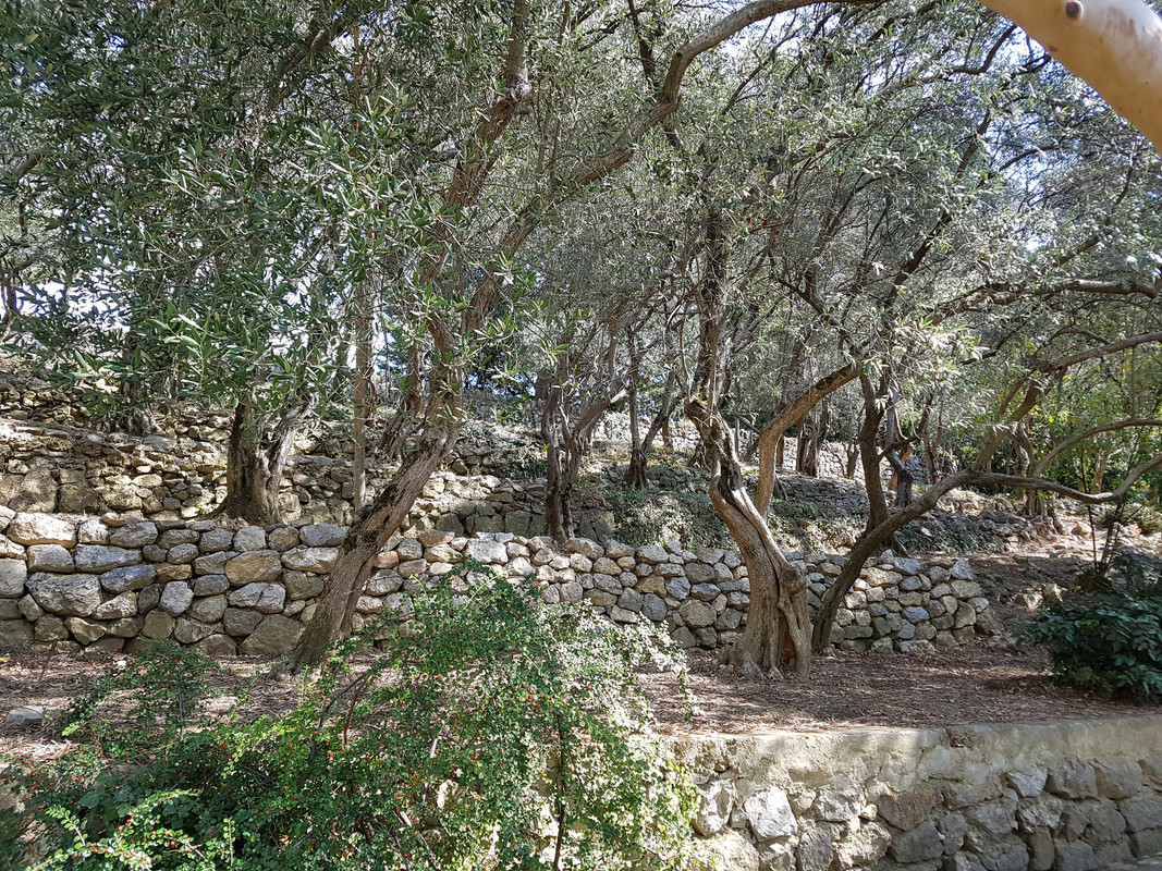 24 Никитский сад