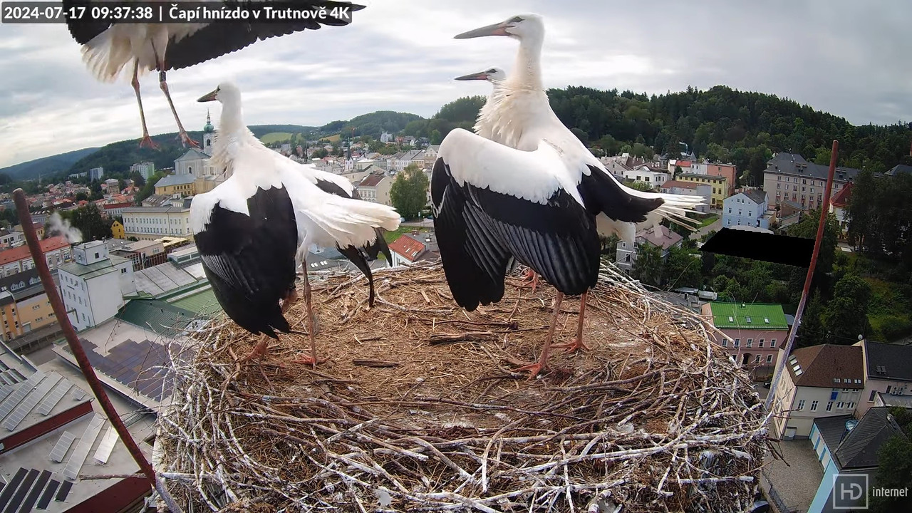 Tiešraidē no stārķa ligzdas uz alus darītavas skursteņa Trutnovā 11-43-54 screenshot
