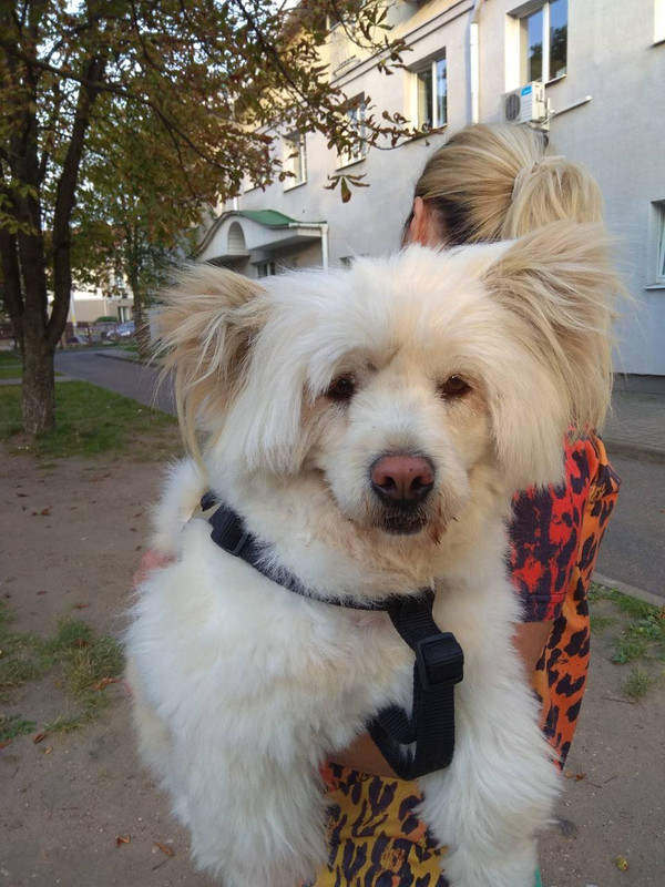 соба с раненой лапой15