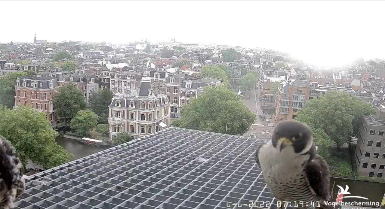 Amsterdam/Rijksmuseum screenshots © Beleef de Lente/Vogelbescherming Nederland - Pagina 19 Video-2022-06-06-072802-Moment-4