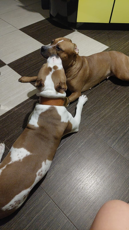 92523D22-93EB-4B95-851E-3EB55EC807A9