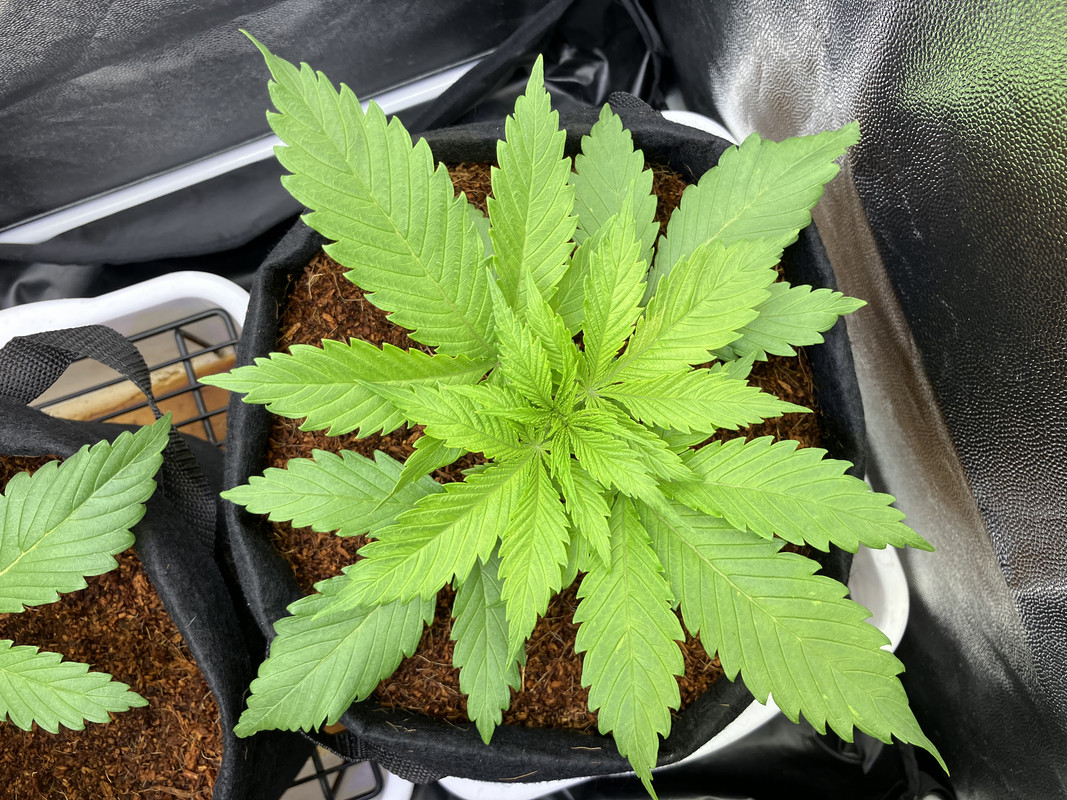 IMG_1298(marzo 31 2023)