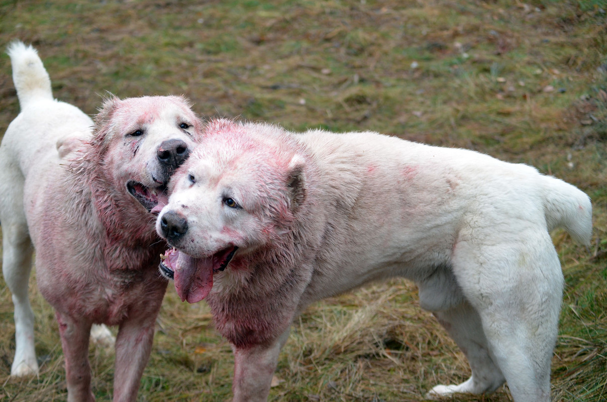 Самурыч-Уран 2  (8)